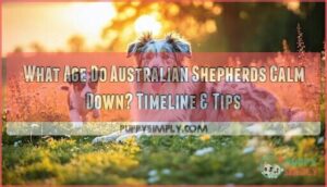 what age do australian shepherds naturally calm down