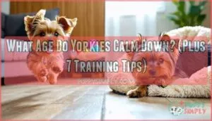 what age do yorkies naturally calm down
