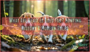 what are beagles bred for what are beagles bred for