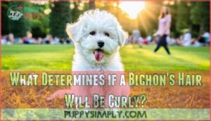 what determines if a bichon's hair will be curly