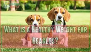 what is a healthy weight for beagles