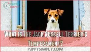 what is the jack russell terrier’s temperament