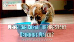 when can corgi puppies start drinking water