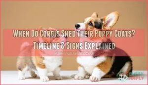 when do corgis shed their puppy coats