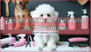 when does a bichon frises hair go curly