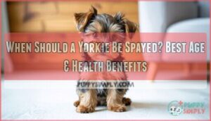 when should a yorkie be spayed