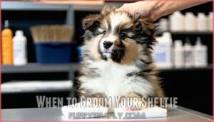 when to groom your sheltie