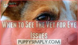 when to see the vet for eye issues