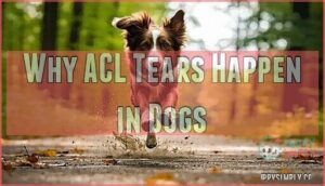 why acl tears happen in dogs