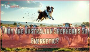 why are australian shepherds so energetic