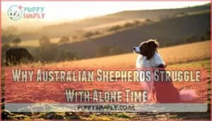 why australian shepherds struggle with alone time