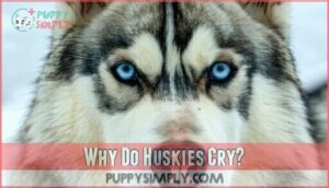 why do huskies cry