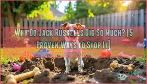 why do jack russells dig so much