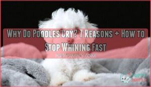why do poodles cry