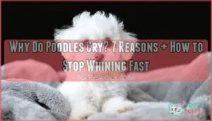 why do poodles cry