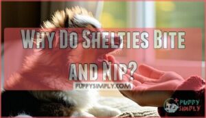 why do shelties bite and nip