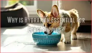 why is hydration essential for corgi puppies