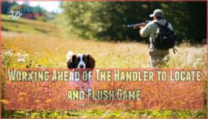 working ahead of the handler to locate and flush game
