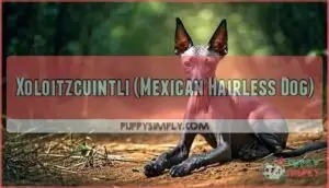 xoloitzcuintli (mexican hairless dog) xoloitzcuintli (mexican hairless dog)