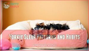 yorkie sleep patterns and habits