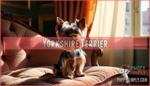 yorkshire terrier