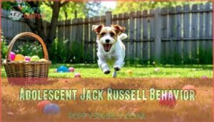 adolescent jack russell behavior
