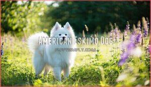 american eskimo dog