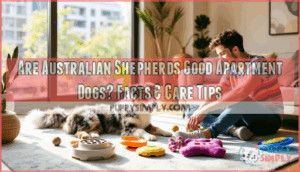 are australian shepherds good apartment dogs are australian shepherds good apartment dogs