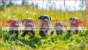 are brindle pitbulls rare