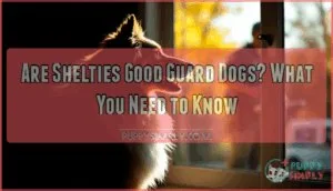 are shelties good guard dogs are shelties good guard dogs