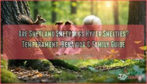 are shetland sheepdogs hyper shelties are shetland sheepdogs hyper shelties