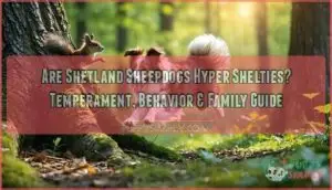 are shetland sheepdogs hyper shelties