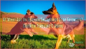 at what age do german shepherds stop growing