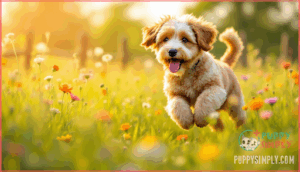 aussiedoodle