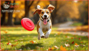 beagle exercise needs