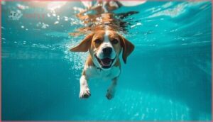 benefits of swimming for beagles