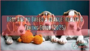 best age to breed a new beagle