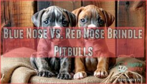 blue nose vs. red nose brindle pitbulls