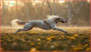 borzoi – 36 mph