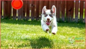 boxsky (boxer-husky)