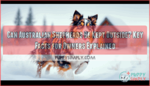 can australian shepherds be kept outside