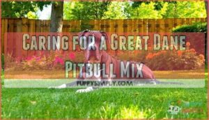caring for a great dane pitbull mix