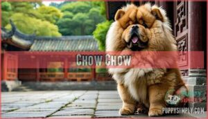 chow chow