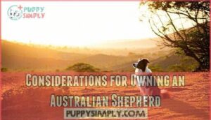 considerations for owning an australian shepherd
