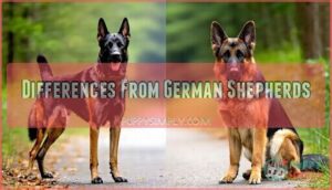 differences from german shepherds