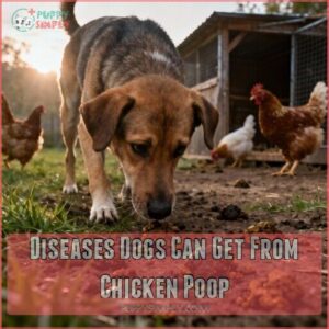 diseases dogs can get from chicken poop