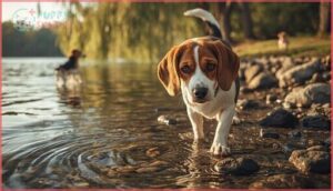 do beagles like water