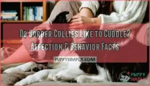 do border collies like to cuddle
