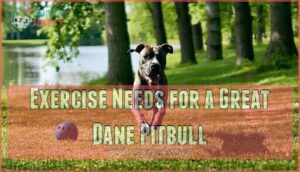 exercise needs for a great dane pitbull