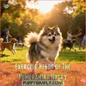 exercise needs of the pomeranian husky